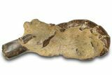 Fossil Mud Lobster (Thalassina) - Gunn Poin, Australia #307789-2